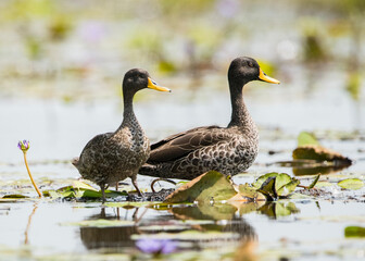 A couple of Yellow Billed Ducks wades in the Mabamba Swamp in Uganda