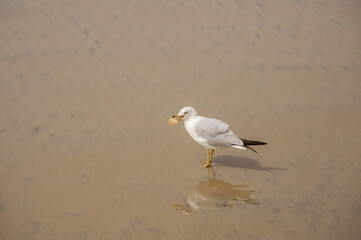 Beach pollution example