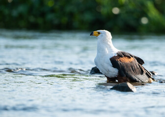 African Fish Eagle on the White Nile