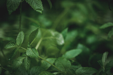 cannabis plant in the forest
