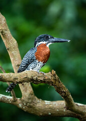 A Giant Kingfisher poses on the bank of the White Nile