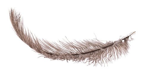 brown dark fluffy ostrich feather curl - obrazy, fototapety, plakaty