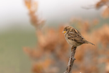 The female Italian sparrow (Passer italiae)