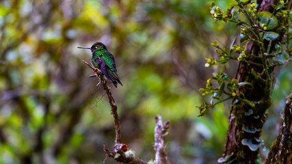 Beautiful shiny colorful Fiery-throated Hummingbird female spotted in Los Quetzales National Park in Costa Rica