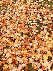 autumn leaves background