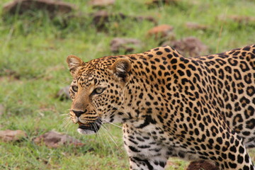 Face closeup of a wild leopard walking in savanna