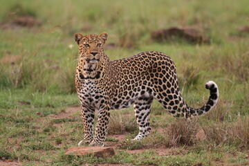 Leopard walking down a rocky hill slope looking into camera