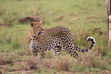 Leopard walking down a rocky hill slope looking across his shoulder