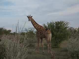 Giraffe Namibia

