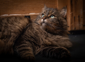 Tabby brown cat with green eyes lying on black ground in dark black room