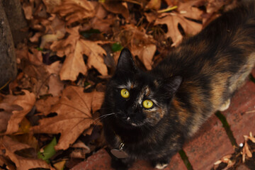 PORTRAİT OF GREEN EYED CAT BETWEEN AUTUMN LEAVES