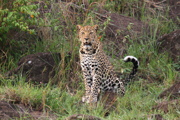 Leopard hiding in bush sitting on a rock