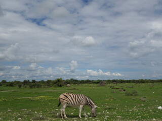 Zebra wildlife Namibia 