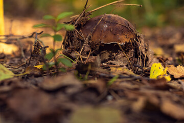 Close-up of huge boletus edulis white mushroom growing in shadow in park forest field among green grass on sunny day.