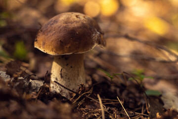Close-up of huge boletus edulis white mushroom growing in shadow in park forest field among green grass on sunny day.