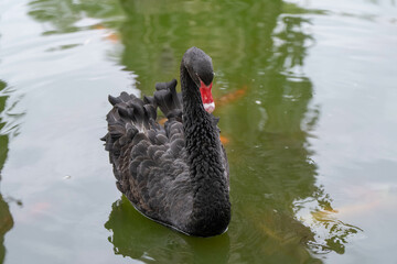 black swan gets a close up swimming in the pond on a sunny day