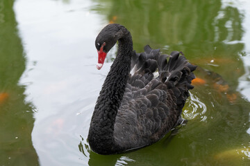 black swan gets a close up swimming in the pond on a sunny day