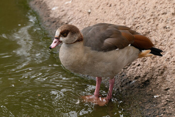 Egyptian goose goets a close up on the shore line