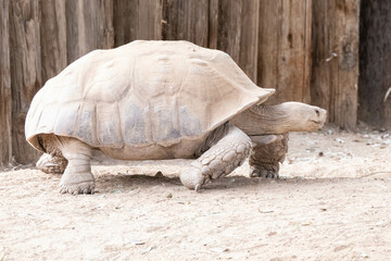 giant tortoise walks across the enclosure on a sunny day