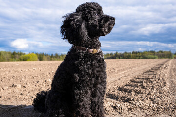 A black toy poodle in a field against a sandy field and a blue sky.