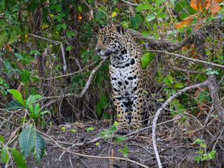 Wild Jaguar standing, portrait in Pantanal, Brazil
