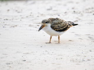Black Skimmer chick standing on river's sandbank in Pantanal, Brazil 