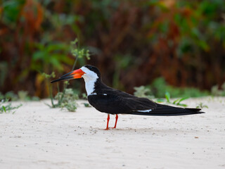 Black Skimmer standing on river's sandbank in Pantanal, Brazil 