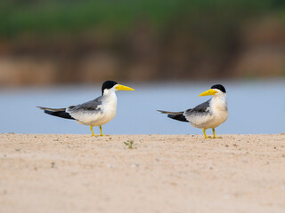  Male and Female Large-billed Terns standing on river's sandbar in Pantanal, Brazil