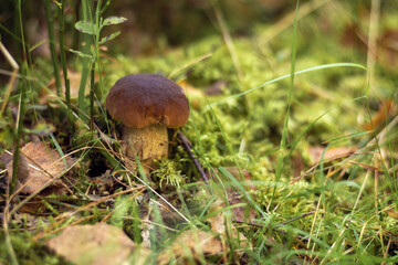 Close-up of amazing boletus edulis white cep mushroom growing in park forest field among green grass, moss, plants.