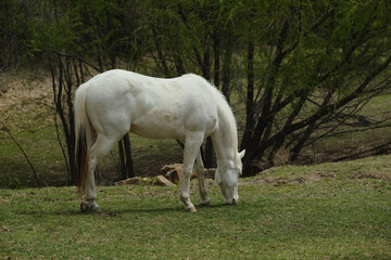 Obraz na płótnie Canvas Young white paint horse grazing in Texas spring pasture of landscape on farm.