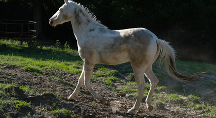 Dirty and muddy white horse on Texas rural farm outdoors, animal having fun.