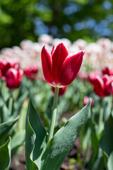 Tulips in park in spring. Flowers in garden in springtime.