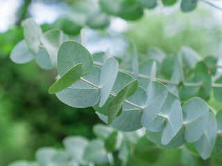 Close-up of Eucalyptus plant outdoors. Evergreen silver dollar gum leaves and branch. Grow and care in garden