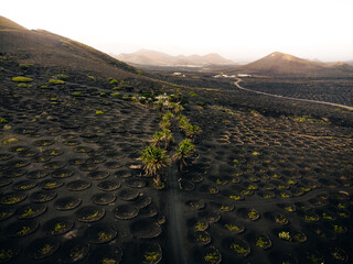 Aerial photo of vineyards with green palm trees in volcanic Island Lanzarote - Canary Islands....