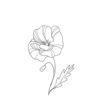 Line art illustration flower poppy sketch botany tattoo