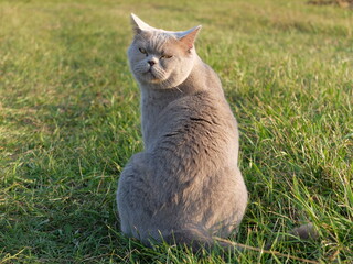 Graue Katze auf der Wiese 