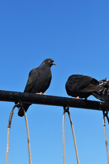 Black pigeons perched on metal fence in front of sky background