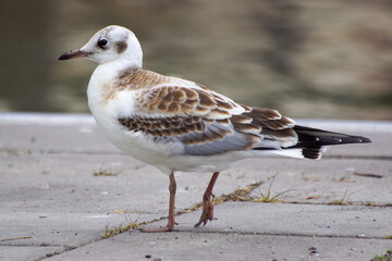 Close up of seagull perching on street