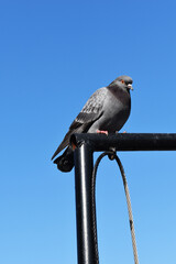 Black pigeon perched on metal fence in front of sky background