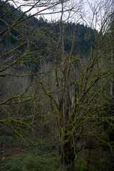 Fototapeta premium A Tree with Many Branches