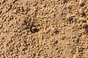 Crab in a crab hole on the beach, Ria Formosa Natural Park, Algarve