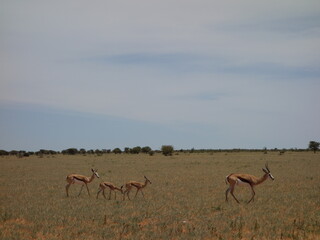 Gazelle Namibia