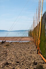 Fishing weir exposed between the tides. Parrsboro, Nova Scotia, Canada.