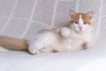 Portrait of orange ginger fluffy longhair mongrel cat kitten kitty lying on white cotton plaid at home, raising paws.