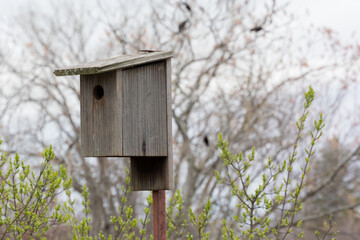 Wooden Birdhouse On A Pole In Spring