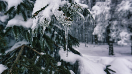 Icicle hanging in the fir