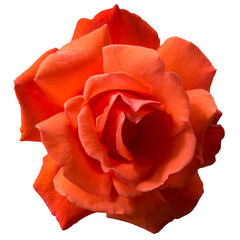 Rosa color  naranja sin fondo en formato PNG