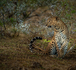 Fototapeta na wymiar Leopards of Yala Sri Lanka