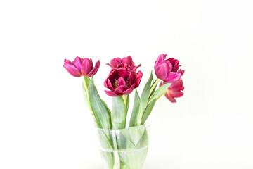 Bouquet of tulip flowers in transparent vase. Beautiful spring plants in flowering season. Minimalistic floral design.
