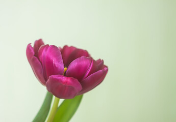 Tulip flower. Beautiful spring plant in flowering season.